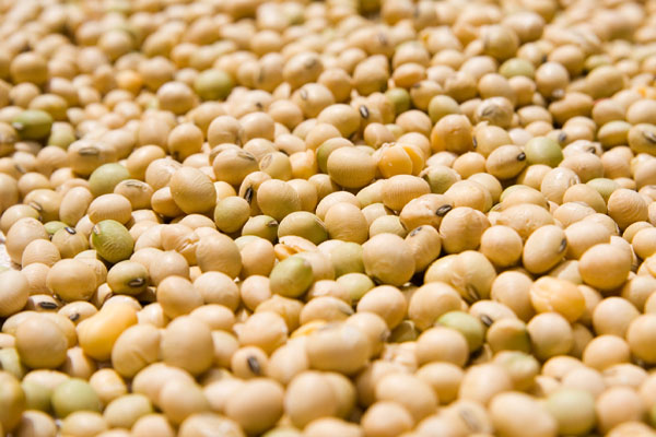 Soybean GMO and Non-GMO