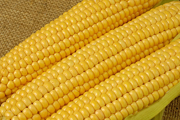 Yellow Corn